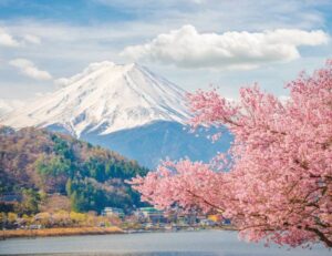 Monte Fuji e fioritura dei ciliegi