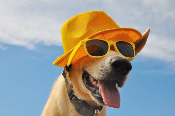 Cane con cappellino e occhiali da sole