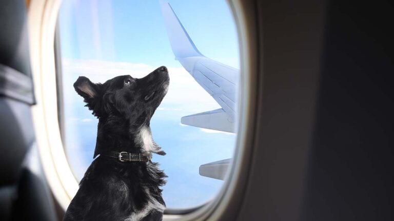 Viaggiare in aereo con un cane