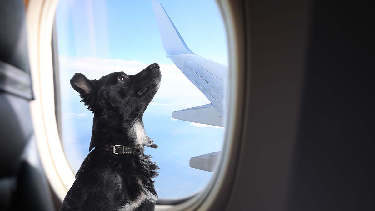 Viaggiare in aereo con un cane