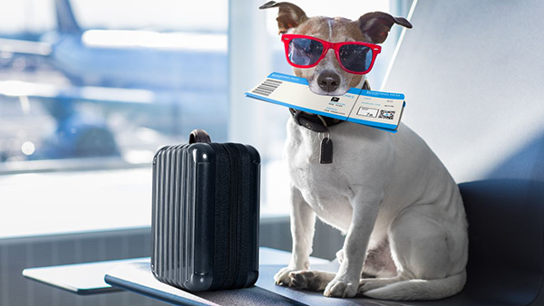 Cane in aeroporto