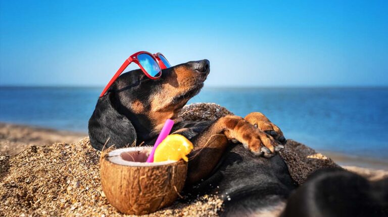 Spiagge per cani